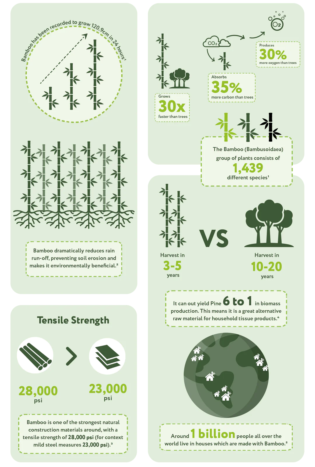 Bamboo.webp